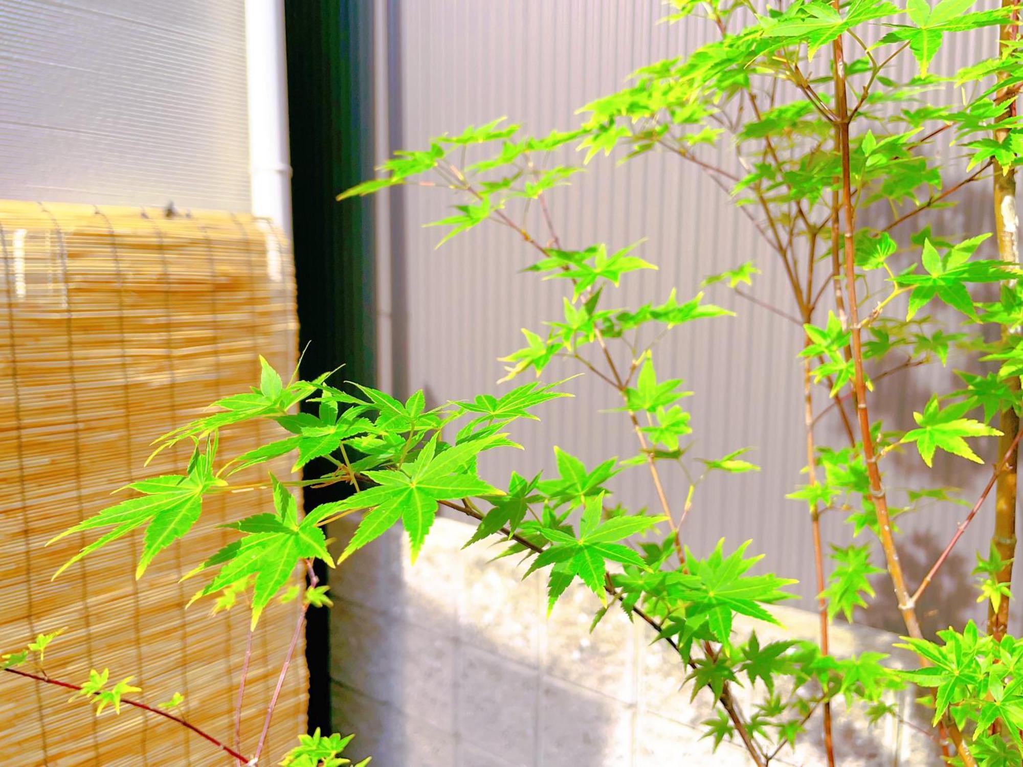 Suikakan Heianjingumae 酔花間 Kyoto Exteriör bild